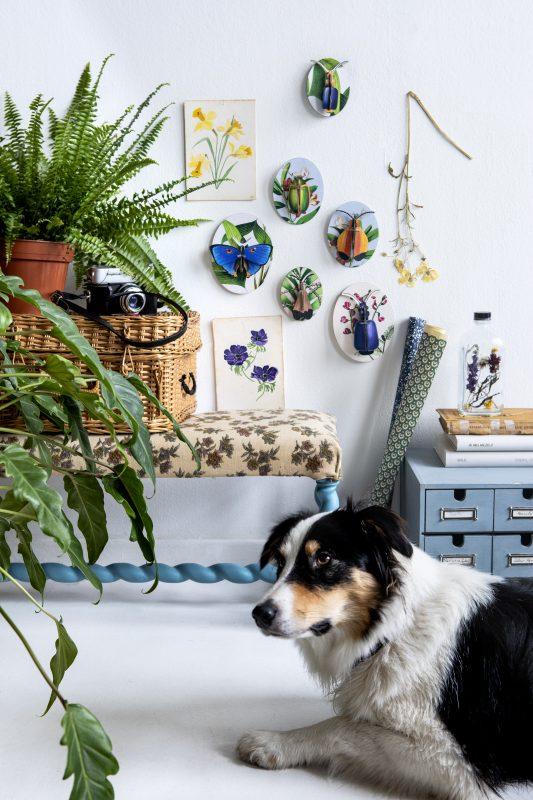 Collectors Box Insects, Dybdahl vol 1