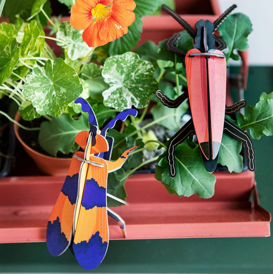 Pequeño Insecto - Winged beetle