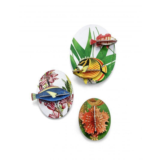 Collectors Box Fishes, Dybdahl    Vol 2