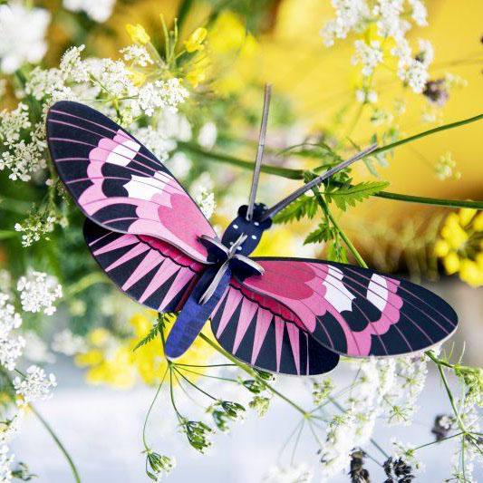 Pequeño Insecto   Longwing butterfly